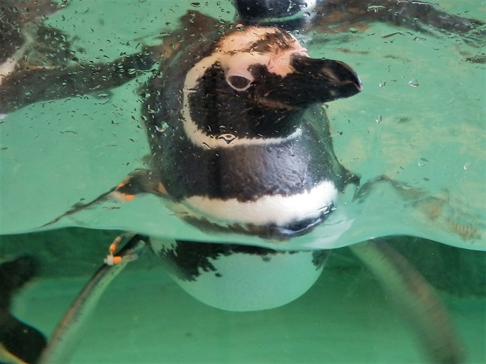 ペンギン2.jpg