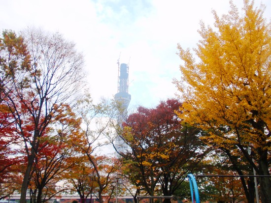 墨田公園紅葉2.jpg